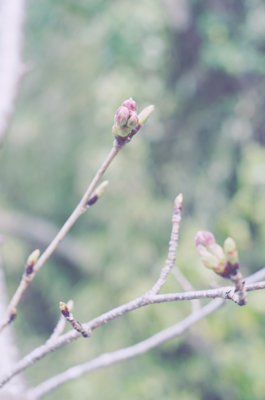 Boso Spring 房総の春 桜の蕾