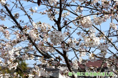 ①桜開花