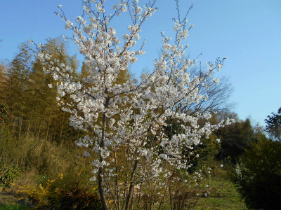 ３．３１庭の桜も満開