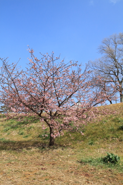 早咲き桜201800042896