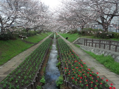 桜 ご近所ポタ