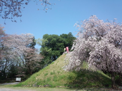 見沼の桜