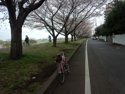 桜 ご近所ポタ