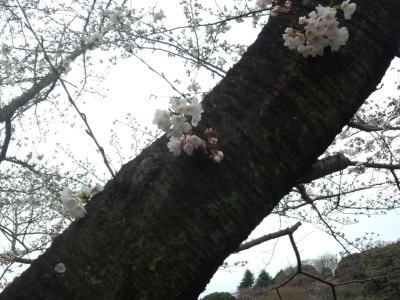 三ツ池公園 桜