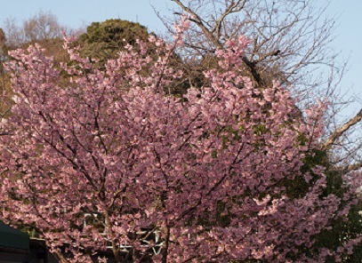 ３月１３日城ケ島桜