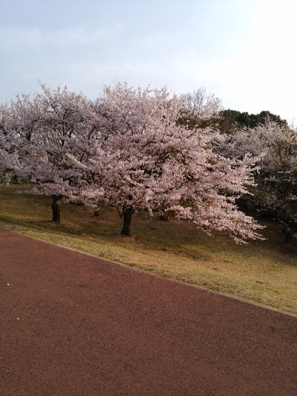 鏡山桜