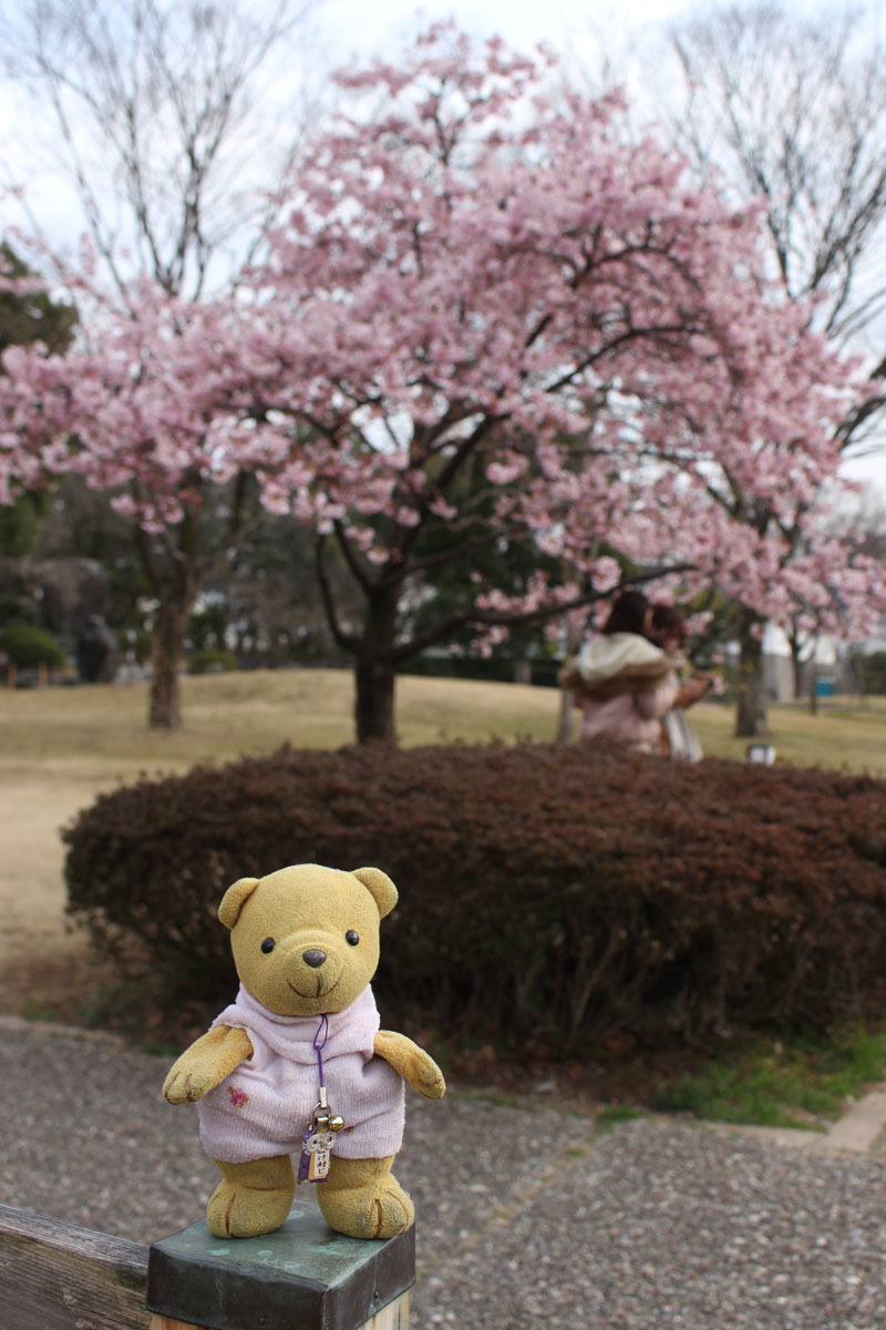 駿府城公園 伊東小室桜の前が空くのを待つ 180228