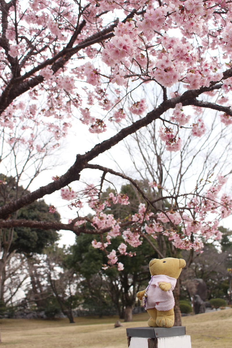 駿府城公園 伊東小室桜を見上げる 180228b
