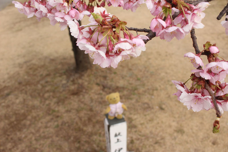 駿府城公園 伊東小室桜を見上げる 180228a