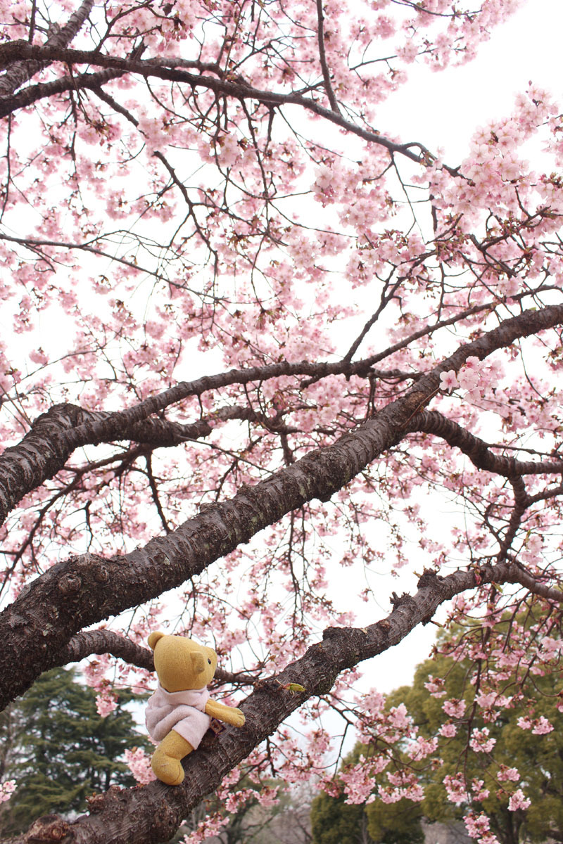 駿府城公園 伊東小室桜の木に登る 180228
