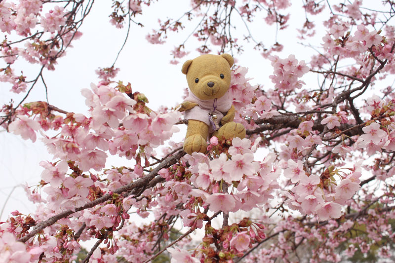 駿府城公園 伊東小室桜の花と 180228