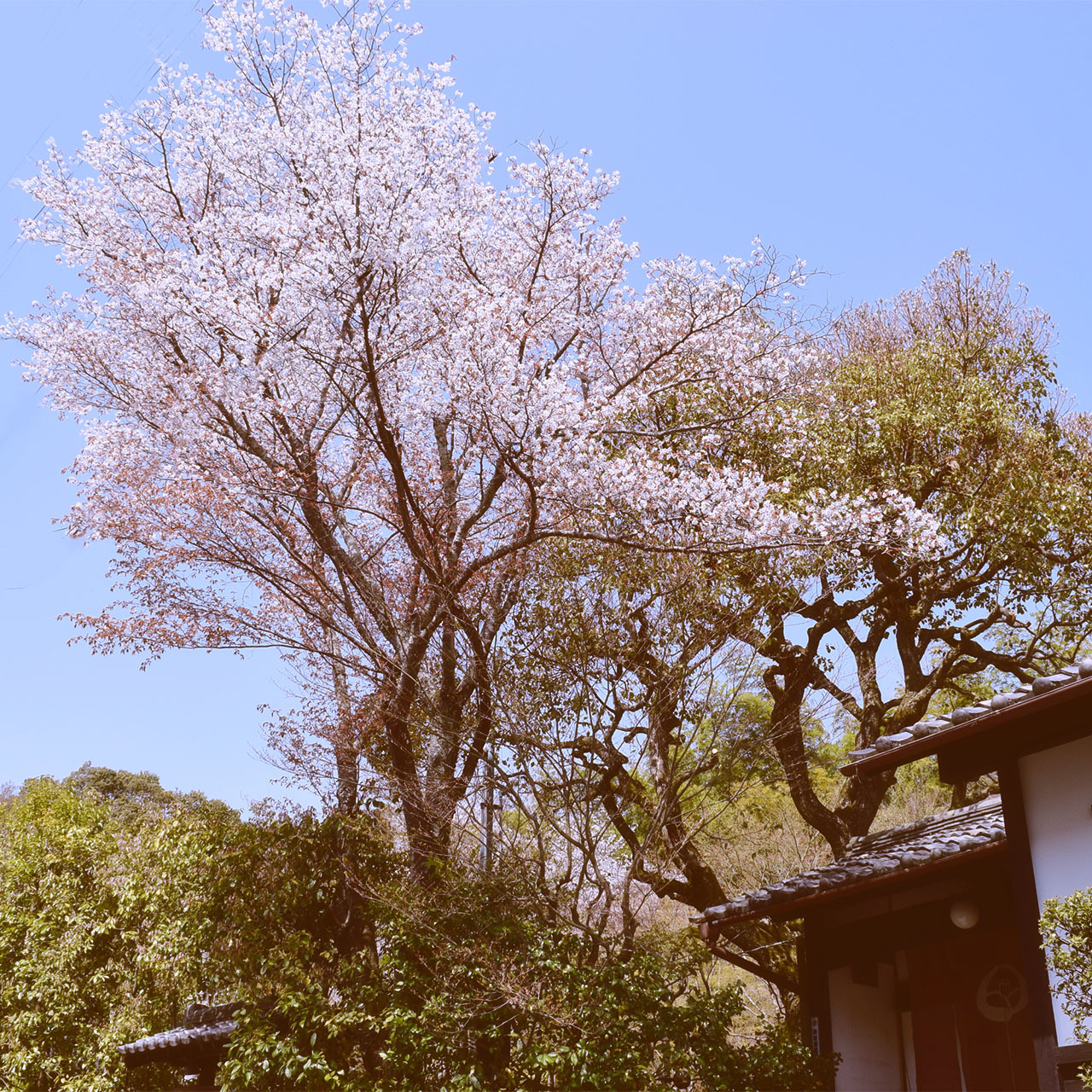 玄関の桜