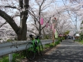 180331今が見頃の桜