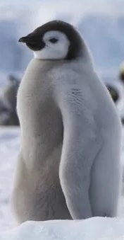 laペンギン