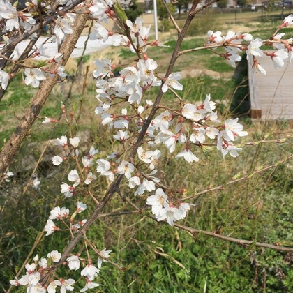 エゾ桜