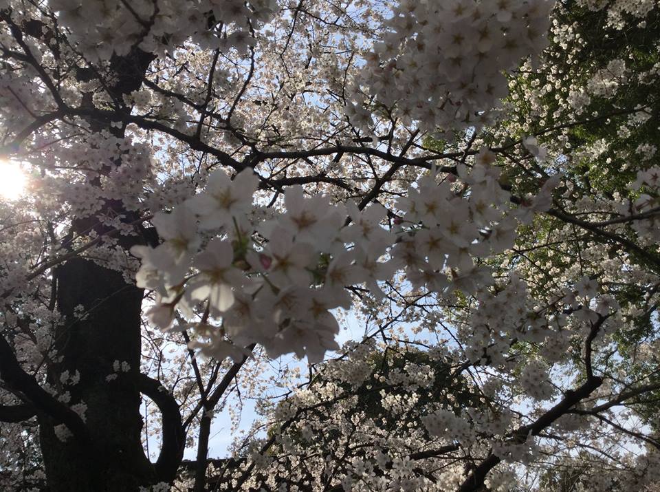 桜　阿佐ヶ谷神社