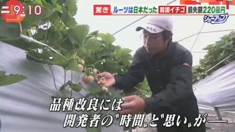 201706　日本のイチゴを盗んだ韓国！損失5年間で220億円　テレ朝「羽鳥慎一モーニングショー」より