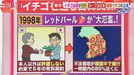 201706　日本のイチゴを盗んだ韓国！損失5年間で220億円　テレ朝「羽鳥慎一モーニングショー」より