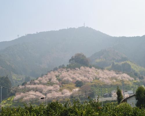 山肌の桜