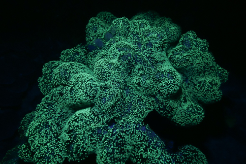 Fluorescence Diving フローダイビング⑥