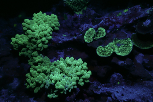 Fluorescence Diving フローダイビング⑦