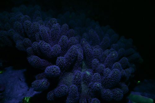 Fluorescence Diving フローダイビング⑧