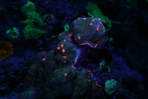 Fluorescence Diving フローダイビング⑪