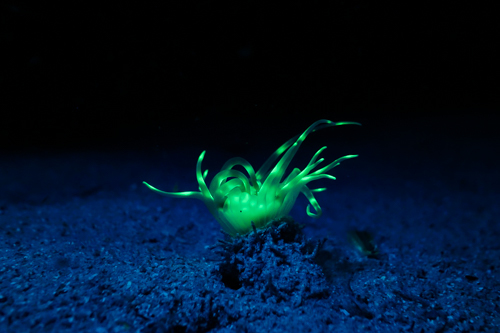 Fluorescence Diving フローダイビング⑮