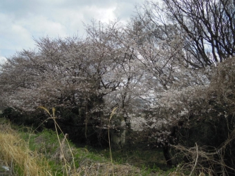 中津川右岸桜満開１８０３２４