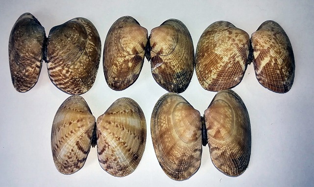 日野弥生会ｈｐ管理者 アサリの貝殻模様の観察