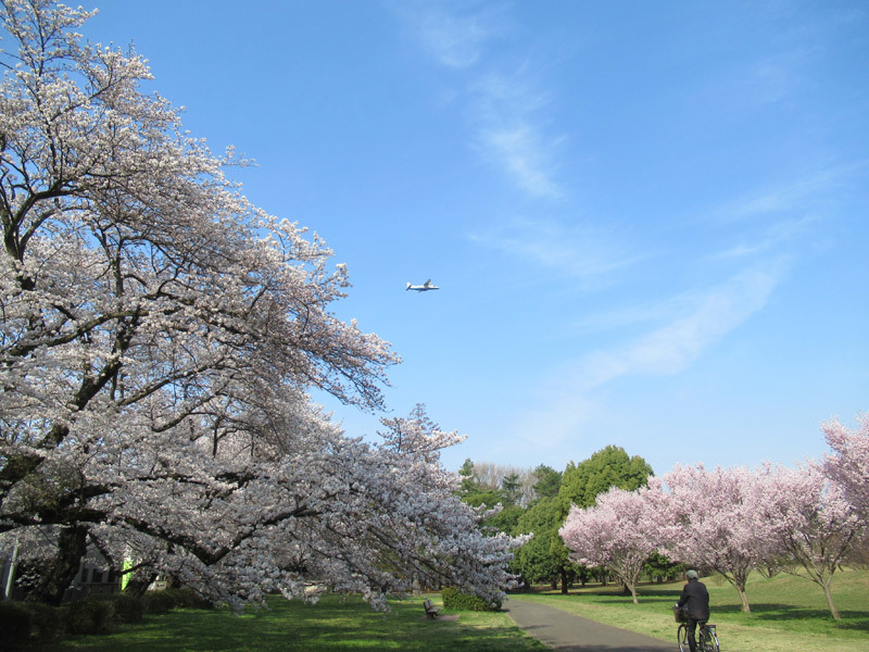 野川公園の桜 スフレ
