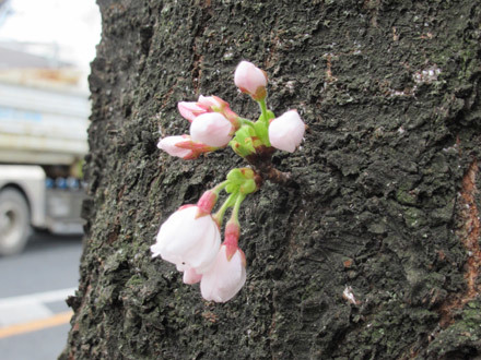咲き始めた桜2018
