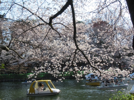 井の頭公園の桜は満開まであと少し