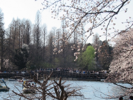井の頭公園の桜は満開まであと少し