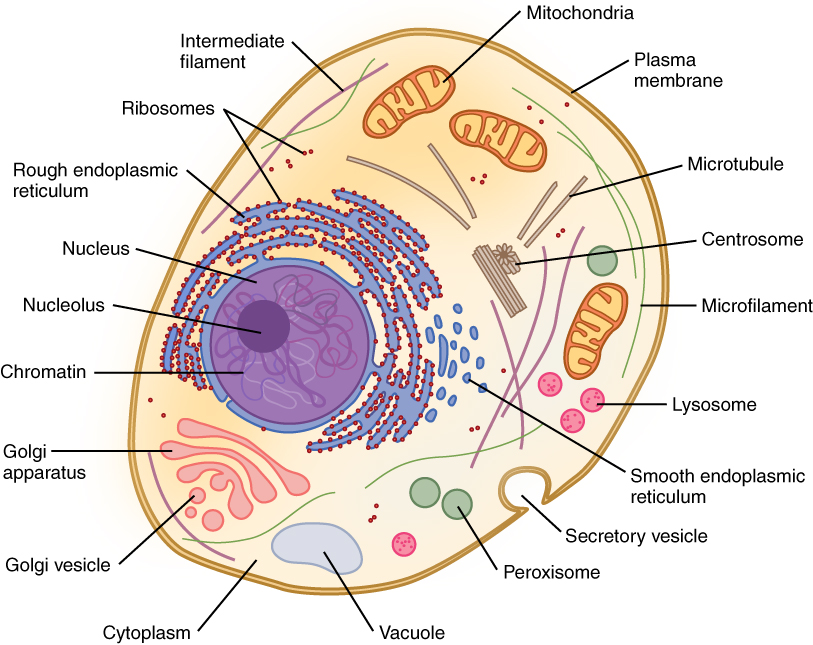 0312_Animal_Cell_and_Components.jpg