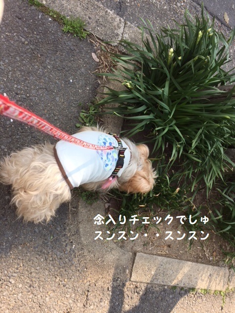 ゴンの散歩 (2)