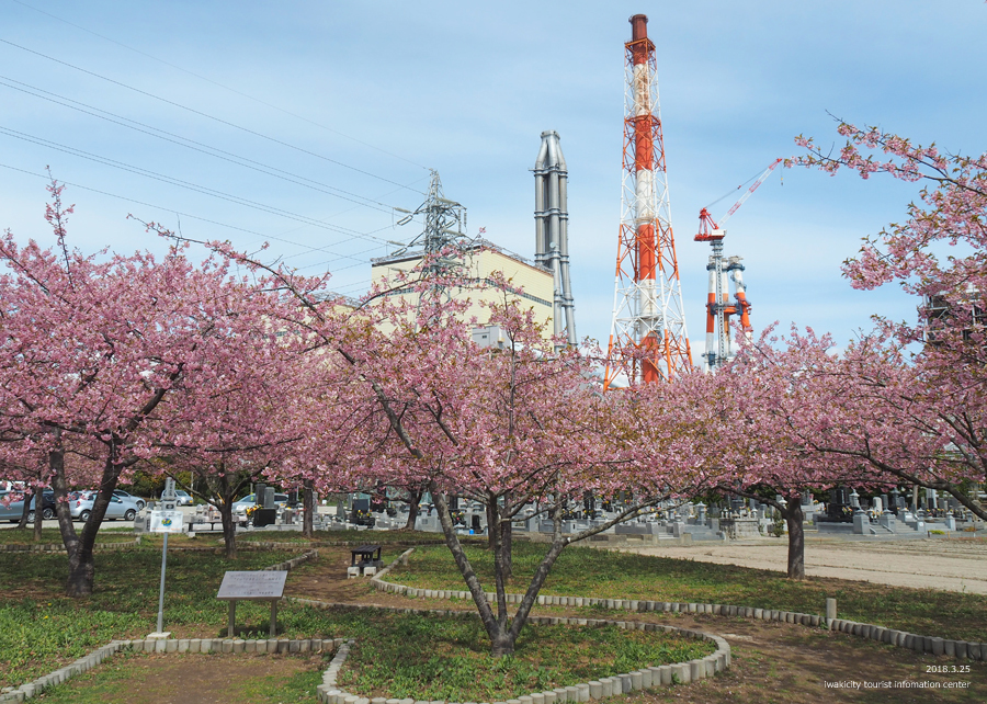 常磐共同火力（株）勿来発電所の河津桜が見頃を迎えました！　［平成30年3月25日（日）更新］1