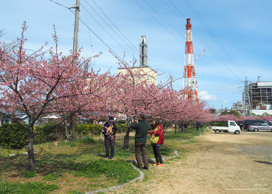 常磐共同火力（株）勿来発電所の河津桜が見頃を迎えました！　［平成30年3月25日（日）更新］4