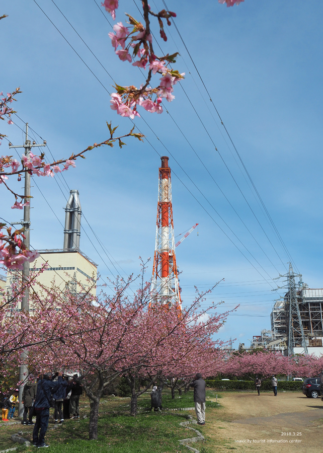 常磐共同火力（株）勿来発電所の河津桜が見頃を迎えました！　［平成30年3月25日（日）更新］5