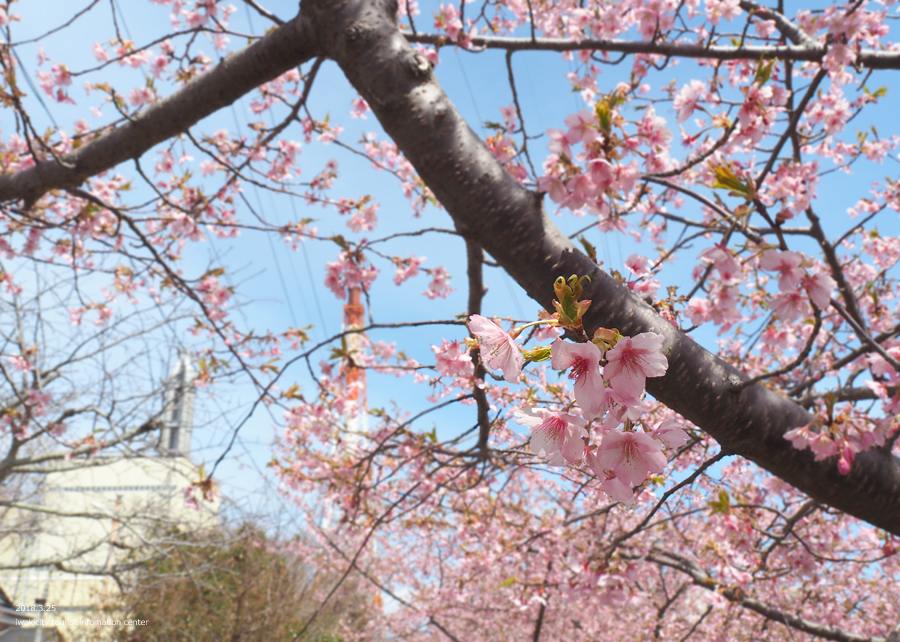 常磐共同火力（株）勿来発電所の河津桜が見頃を迎えました！　［平成30年3月25日（日）更新］6