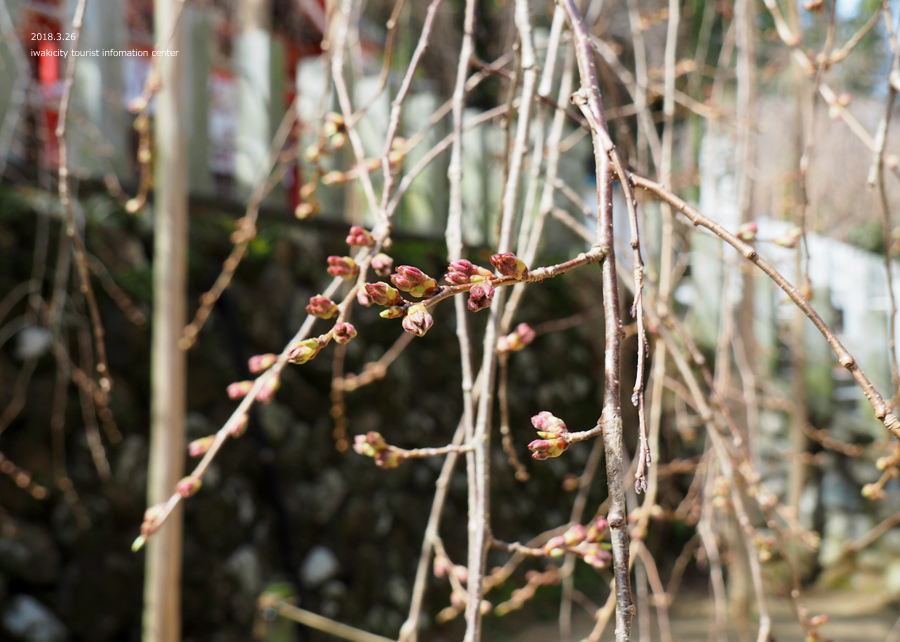 《いわき市桜情報》小川諏訪神社のシダレザクラ　開花までもう間もなくです！　［平成30年3月26日（月）更新］8