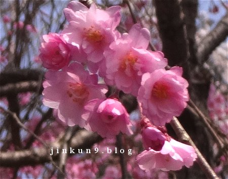 なんとなく　３－２９　可愛い桜と急ごしらえの重箱弁当　6