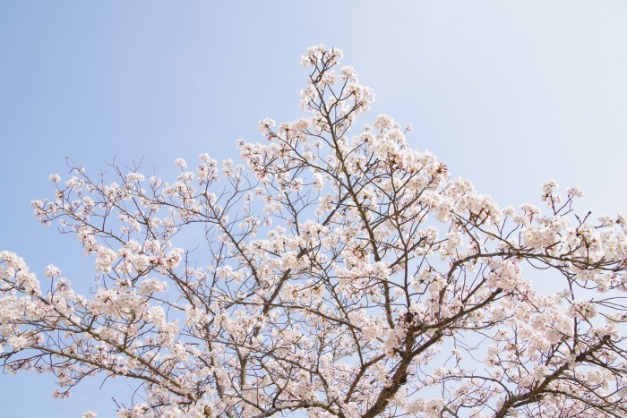 空に溶け込む桜