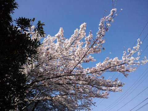 日陰の桜