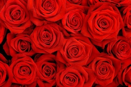 red_roses_background_picture_166779.jpg