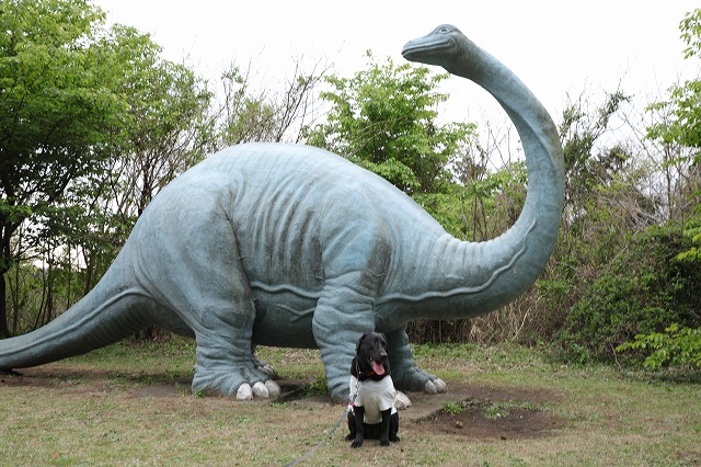 恐竜5