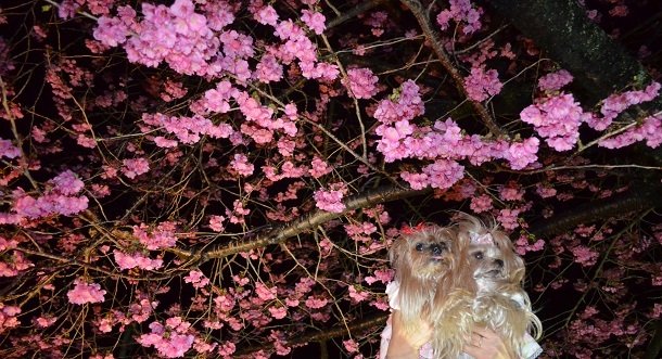 02-13夜桜見物 (5)S20180304