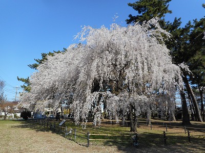 祇園枝垂れ桜（H30,3,30)