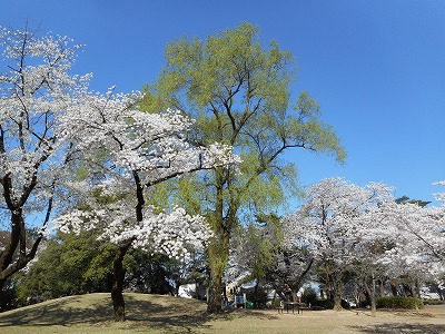 桜と新緑（H30,3,30)