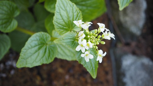 小豆島でオリーブを育てよう 山葵の白い花 ハーブ栽培のこと